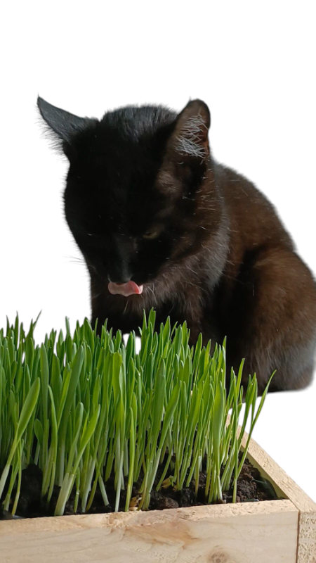 Doniczka z trawką dla kota 